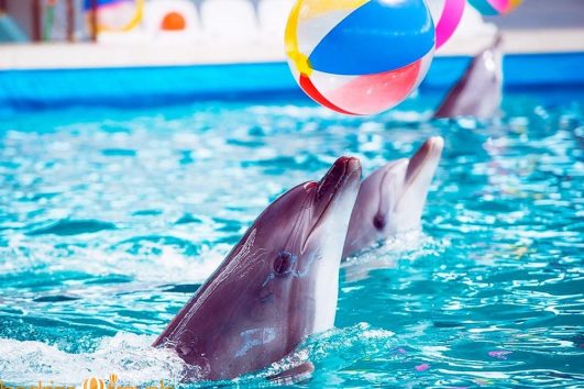 Шоу дельфинов из Кемере