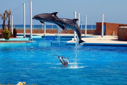 Шоу дельфинов в Анталии